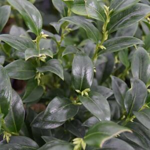 Sarcococca confusa 60-80 cm